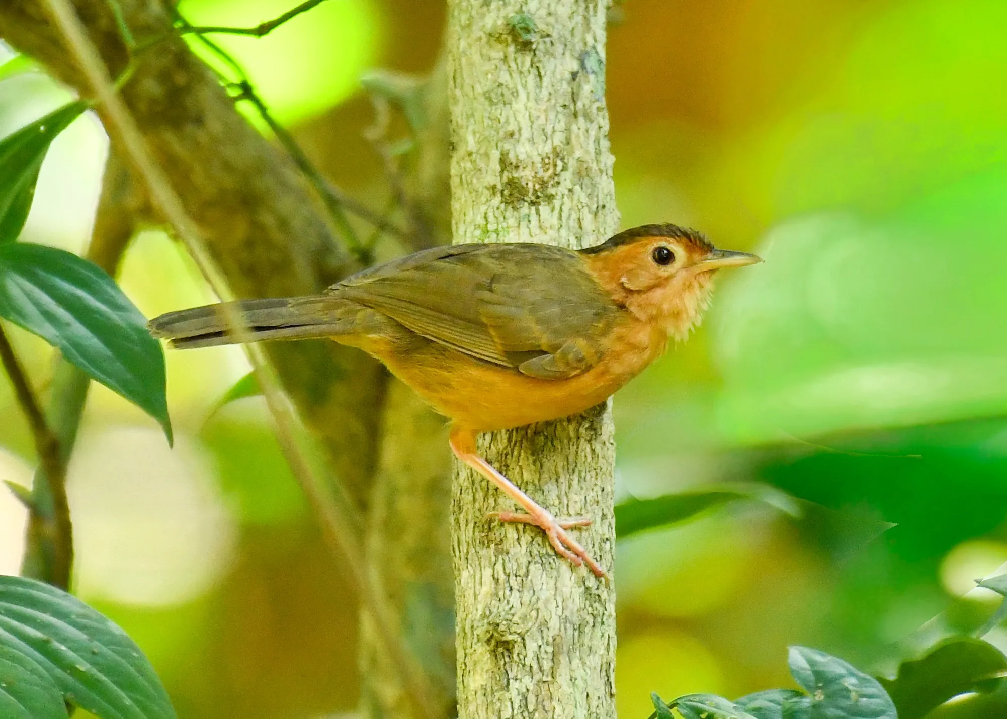 Brown-capped babbler, endemic to Sri Lanka